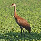 4: sandhill-crane-0C3_0619