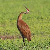 3: sandhill-crane-0C3_0724