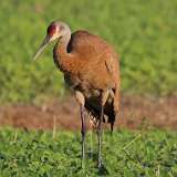 2: sandhill-crane-0C3_0758