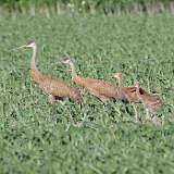 7: sandhill-cranes-0C3_0287