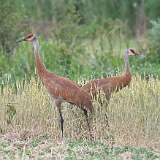 8: sandhill-cranes-0C3_0510