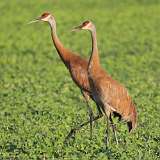 1: sandhill-cranes-0C3_0685