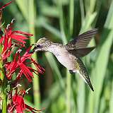 3: hummingbird1-0C3_0174