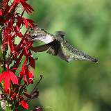 4: hummingbird1-0C3_0201