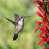 5: hummingbird1-0C3_0231