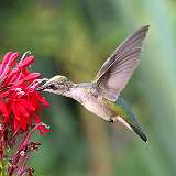 2: hummingbird1-0C3_0351