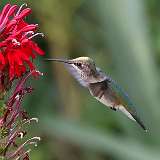 6: hummingbird1-0C3_0359