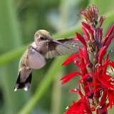 1: hummingbird1-0C3_0400