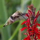 7: hummingbird1-0C3_0401