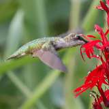 8: hummingbird1-0C3_0409