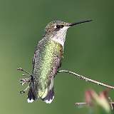 12: hummingbird1-0C3_0439