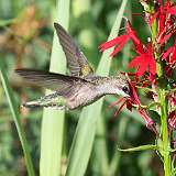 9: hummingbird1-0C3_0486