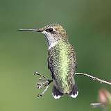 11: hummingbird1-0C3_0604