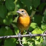 4: Baltimore Oriole 0C3_0254