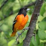 3: Baltimore Oriole 0C3_0352