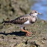 1: Ruddy Turnstone 0C3_0676