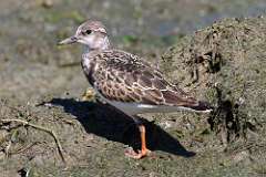 2: Ruddy Turnstone 0C3_0715