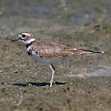 7: killdeer-0C3_0589