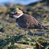 6: plover 0C3_0049