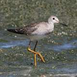 8: yellowlegs-0C3_1118