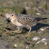 17: Buff-breasted Sandpiper 0C3_0304