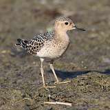 18: Buff-breasted Sandpiper 0C3_0490