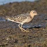 15: Buff-breasted Sandpiper 0C3_0550