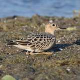 16: Buff-breasted Sandpiper 0C3_0845