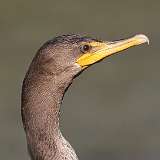 20: Cormorant 0C3_0722