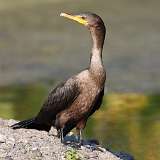 19: Cormorant 0C3_0739