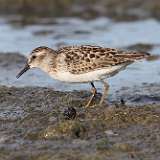 12: Least Sandpiper 0C3_0124