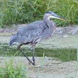 2: blue heron 0C3_0022