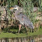 3: blue heron 0C3_0149