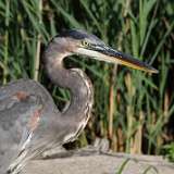 4: blue heron 0C3_0347