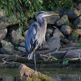 5: blue heron 0C3_1050