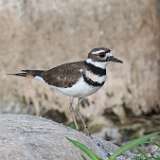 14: killdeer-0C3_0880