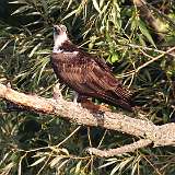 13: osprey 0C3_0977