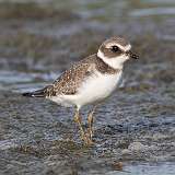 9: plover-0C3_0136