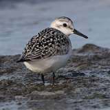 7: sanderling-0C3_0358