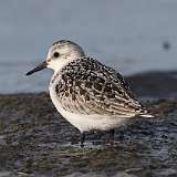 6: sanderling-0C3_0475