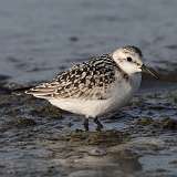 8: sanderling-0C3_0581