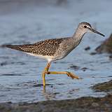 11: yellowlegs-0C3_0109