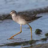 10: yellowlegs-0C3_0121