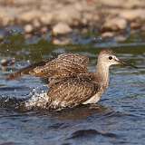 22: yellowlegs-0C3_1058