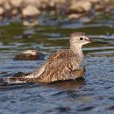 21: yellowlegs-0C3_1082