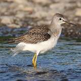 23: yellowlegs-0C3_1103