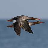 1: merganser-0C3_0257