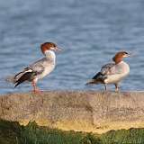 5: merganser-0C3_0280