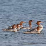 6: merganser-0C3_0325