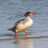 4: merganser-0C3_0340